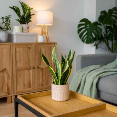 Home Decor